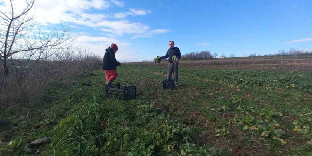 4 mevsim toprakta emek veriyorlar! Karı-koca bir mesai: Aracısız pazara ulaşıyor 1